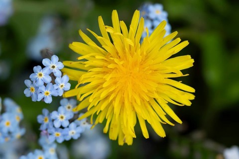 Common dandelion (Taraxacum officinale) flower, England, United Kingdom