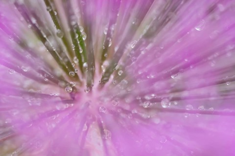 Allium garden flower with water droplets, England, United Kingdom