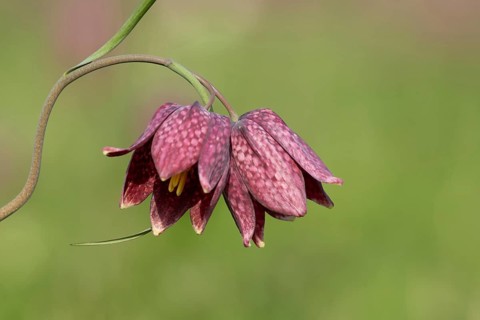 Snake's head fritillary (Fritillaria meleagris) flowers in a meadow, England, United Kingdom