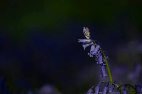 Common English bluebell (Hyacinthoides non-scripta) flower in a woodland in spring, England, United