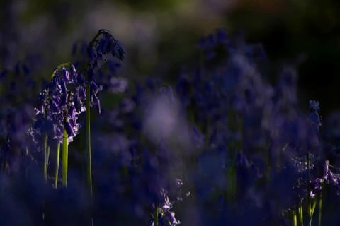 Common English bluebell (Hyacinthoides non-scripta) flowers in a woodland in spring, England,