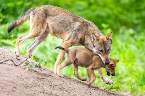 Eurasian wolf (Canis lupus lupus) mother playing with her cub (youngster) on a little sand hill in