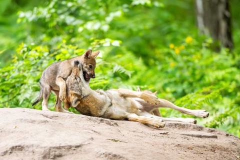 Eurasian wolf (Canis lupus lupus) mother playing with her cub (youngster) on a little sand hill in