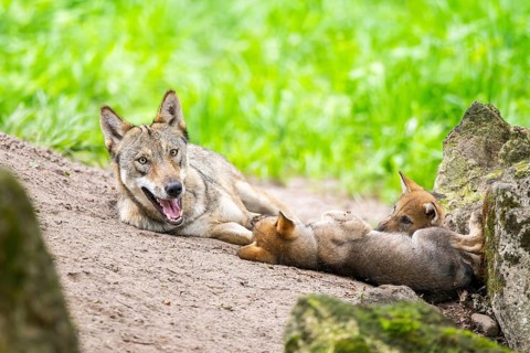 Eurasian wolf (Canis lupus lupus) mother playing with her cub (youngster) on a little sand hill in