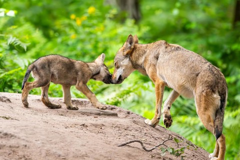 Eurasian wolf (Canis lupus lupus) mother playing with her cub (youngster) on a little sand hill in