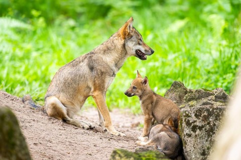 Eurasian wolf (Canis lupus lupus) mother playing with her cub (youngster) on a little sand hill in