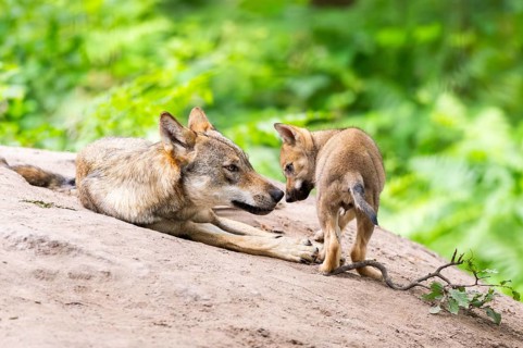 Eurasian wolf (Canis lupus lupus) mother playing with her cub (youngster) on a little sand hill in