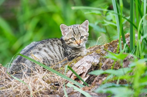 European wildcat (Felis silvestris) youngster lying on a tree trunk, Hesse, Germany