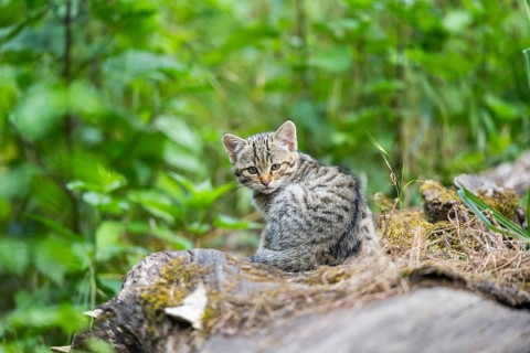 European wildcat (Felis silvestris) youngster lying on a tree trunk, Hesse, Germany