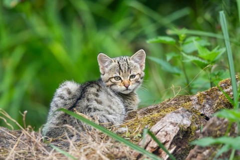 European wildcat (Felis silvestris) youngster lying on a tree trunk, Hesse, Germany