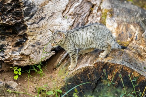 European wildcat (Felis silvestris) youngster standing on a tree trunk, Hesse, Germany