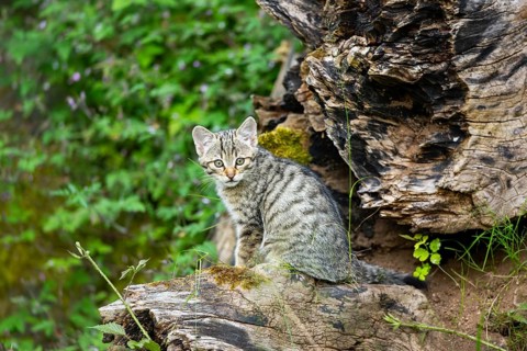European wildcat (Felis silvestris) youngster sitting on a tree trunk, Hesse, Germany
