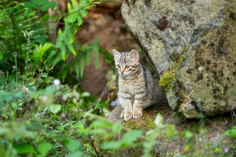 European wildcat (Felis silvestris) youngster sitting on a rock, Hesse, Germany