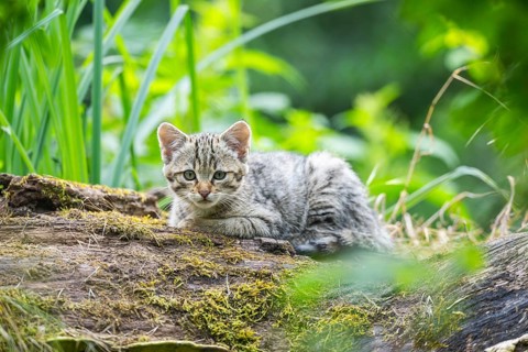 European wildcat (Felis silvestris) youngster lying on a tree trunk, Hesse, Germany
