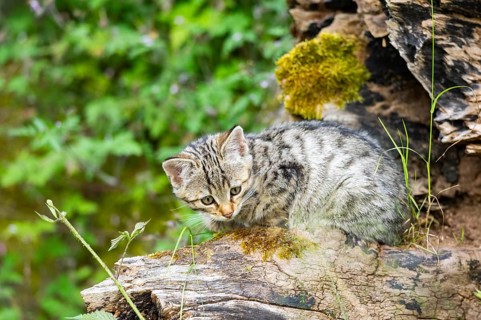 European wildcat (Felis silvestris) youngster lying on a tree trunk, Hesse, Germany