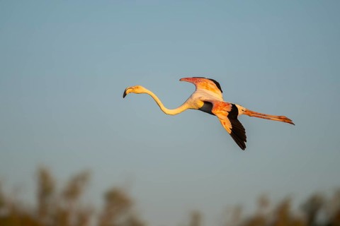 Greater Flamingo (Phoenicopterus roseus) landing at sunset, Parc Naturel Regional de Camargue,
