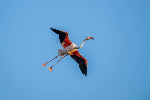 Greater Flamingo (Phoenicopterus roseus) flying in the sky, Parc Naturel Regional de Camargue,