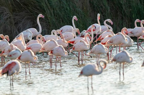 Greater Flamingos (Phoenicopterus roseus) standing in the water, Parc Naturel Regional de Camargue,