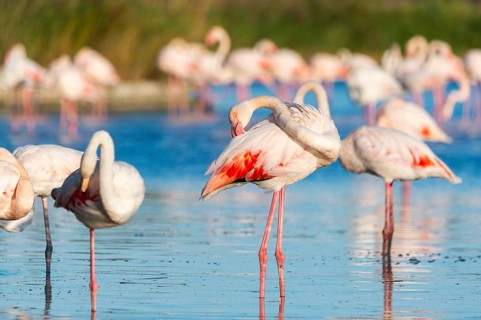 Greater Flamingos (Phoenicopterus roseus) standing in the water, Parc Naturel Regional de Camargue,