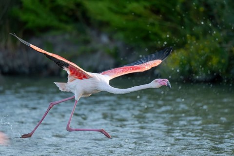 Greater Flamingo (Phoenicopterus roseus) starts flying from the water at sunset, Parc Naturel