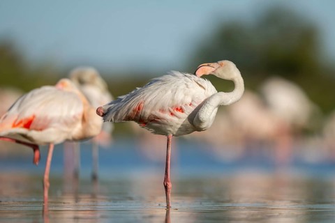Greater Flamingo (Phoenicopterus roseus) standing in the water, Parc Naturel Regional de Camargue,