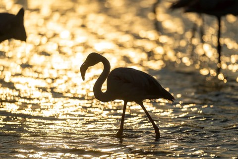 Greater Flamingo (Phoenicopterus roseus) standing in the water at sunset, Parc Naturel Regional de