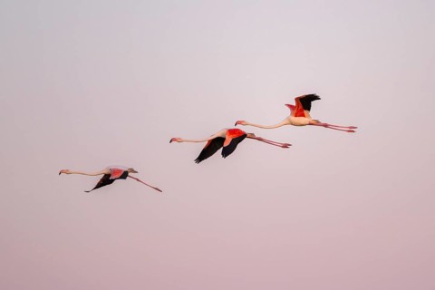 Greater Flamingo (Phoenicopterus roseus) flying in the sky at sunset, Parc Naturel Regional de