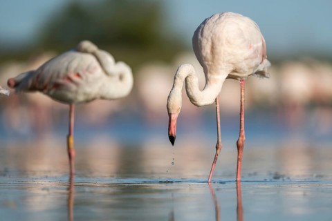 Greater Flamingo (Phoenicopterus roseus) walking in the water, Parc Naturel Regional de Camargue,