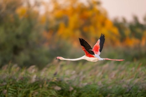 Greater Flamingo (Phoenicopterus roseus) starts flying from the water at sunset, Parc Naturel