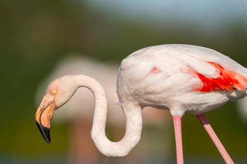 Greater Flamingo (Phoenicopterus roseus), portrait, Parc Naturel Regional de Camargue, France