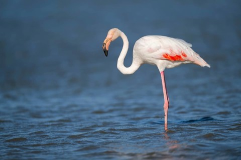 Greater Flamingo (Phoenicopterus roseus) standing in the water, Parc Naturel Regional de Camargue,