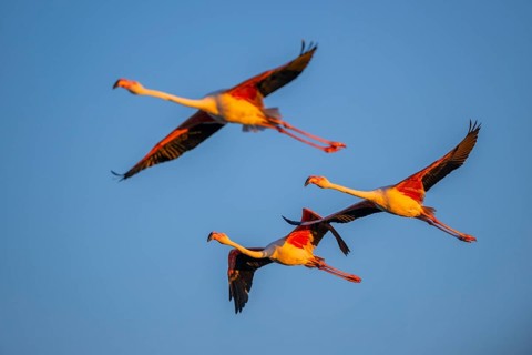 Greater Flamingo (Phoenicopterus roseus) flying in the sky at sunset, Parc Naturel Regional de