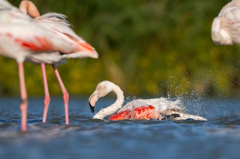 Greater Flamingos (Phoenicopterus roseus) cleaning its feathers in the wateer, Parc Naturel