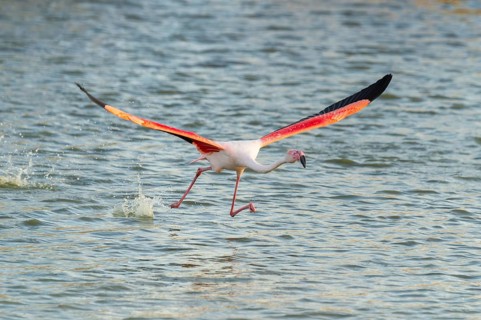 Greater Flamingo (Phoenicopterus roseus) starts flying from the water at sunset, Parc Naturel