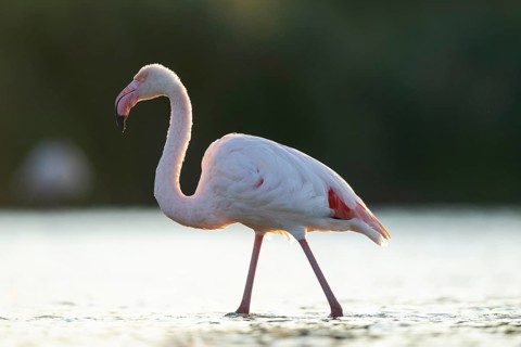 Greater Flamingo (Phoenicopterus roseus) walking in the water at sunset, Parc Naturel Regional de