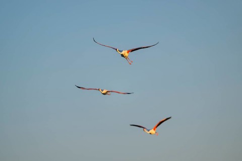 Greater Flamingo (Phoenicopterus roseus) flying in the sky at sunset, Parc Naturel Regional de