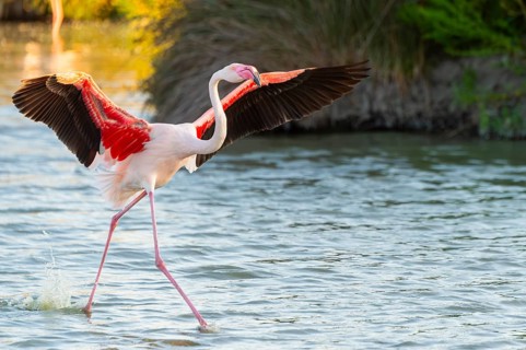 Greater Flamingo (Phoenicopterus roseus) landing in the water at sunset, Parc Naturel Regional de