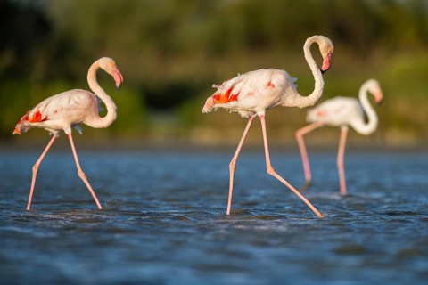 Greater Flamingos (Phoenicopterus roseus) walking in the water, Parc Naturel Regional de Camargue,