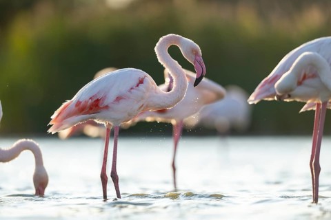 Greater Flamingo (Phoenicopterus roseus) standing in the water cleaning its feathers at sunset,