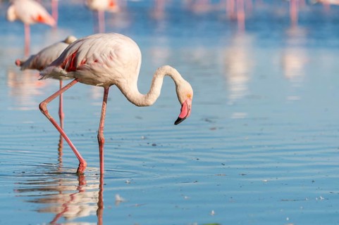 Greater Flamingo (Phoenicopterus roseus) walking in the water, Parc Naturel Regional de Camargue,