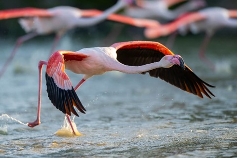 Greater Flamingo (Phoenicopterus roseus) starts flying from the water at sunset, Parc Naturel