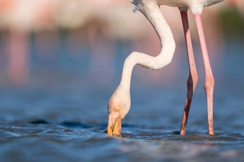 Greater Flamingo (Phoenicopterus roseus) standing in the water, portrait, Parc Naturel Regional de
