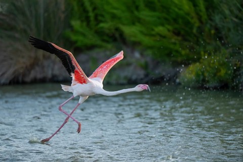 Greater Flamingo (Phoenicopterus roseus) starts flying from the water at sunset, Parc Naturel