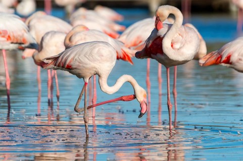 Greater Flamingos (Phoenicopterus roseus) standing in the water, Parc Naturel Regional de Camargue,