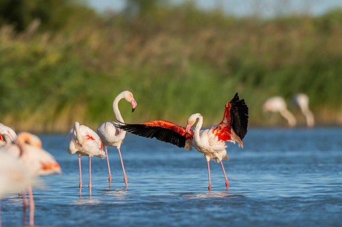 Greater Flamingo (Phoenicopterus roseus) shaking its wings, Parc Naturel Regional de Camargue,