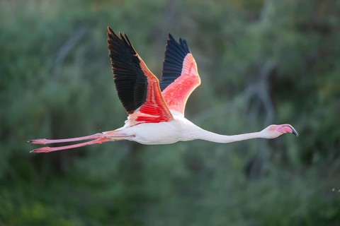 Greater Flamingo (Phoenicopterus roseus) starts flying from the water at sunset, Parc Naturel
