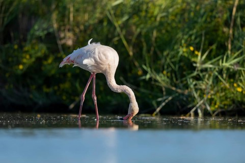 Greater Flamingo (Phoenicopterus roseus) walking in the water, Parc Naturel Regional de Camargue,