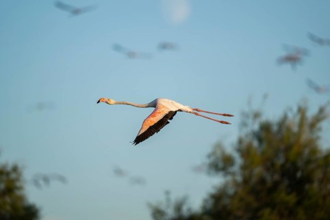 Greater Flamingo (Phoenicopterus roseus) flying in the sky, Parc Naturel Regional de Camargue,
