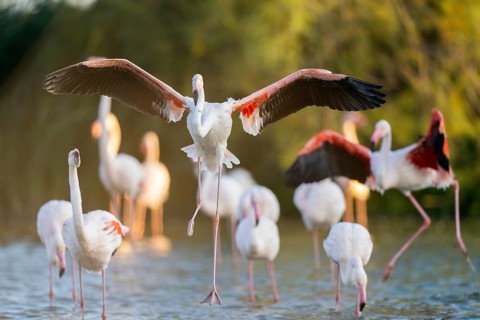 Greater Flamingo (Phoenicopterus roseus) landing in the water at sunset, Parc Naturel Regional de