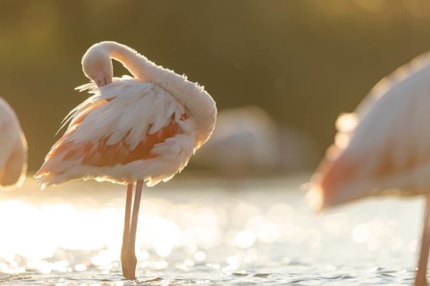 Greater Flamingo (Phoenicopterus roseus) standing in the water cleaning its feathers at sunset,